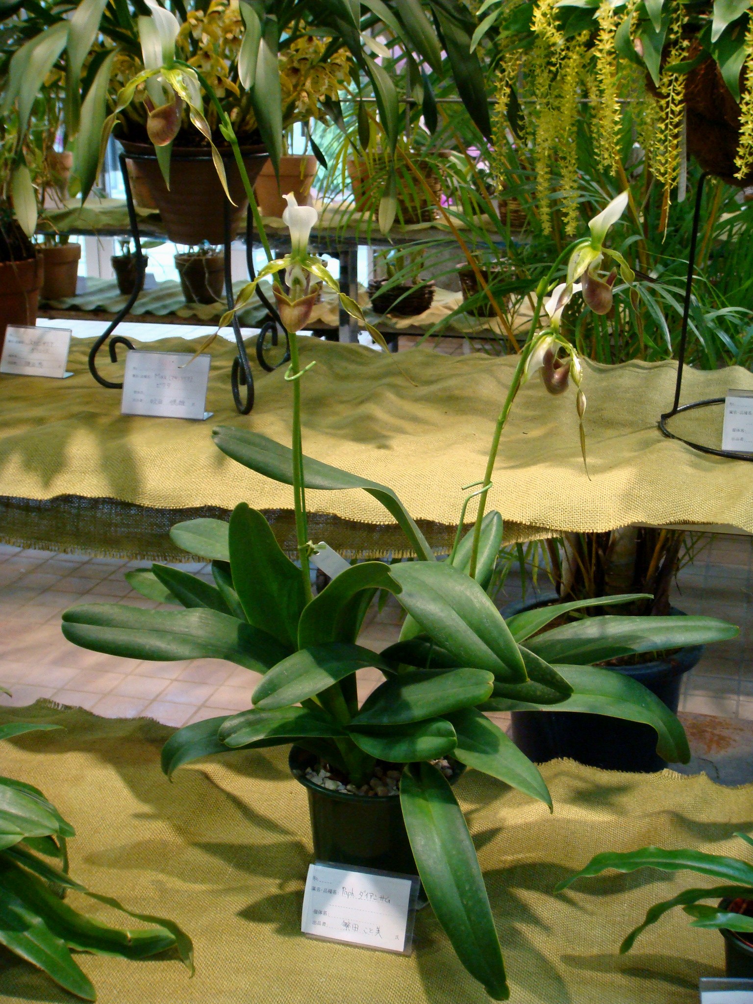 Paphiopedilum dianthum Tang & Wang